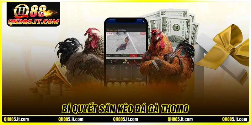 Bí quyết săn kèo đá gà live Thomo uy tín đánh là thắng