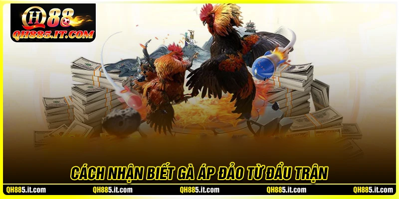 Cách nhận biết gà áp đảo từ đầu trận - Kiến thức chọi gà hay