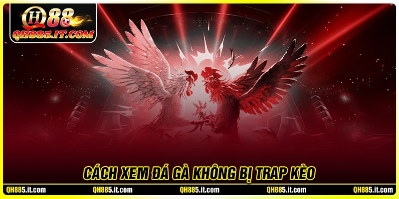Cách xem đá gà không bị trap kèo cho người mới