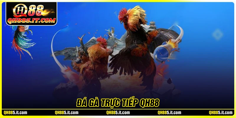 Đá gà QH88 - Mở lối hành trình đẳng cấp cho kê thủ