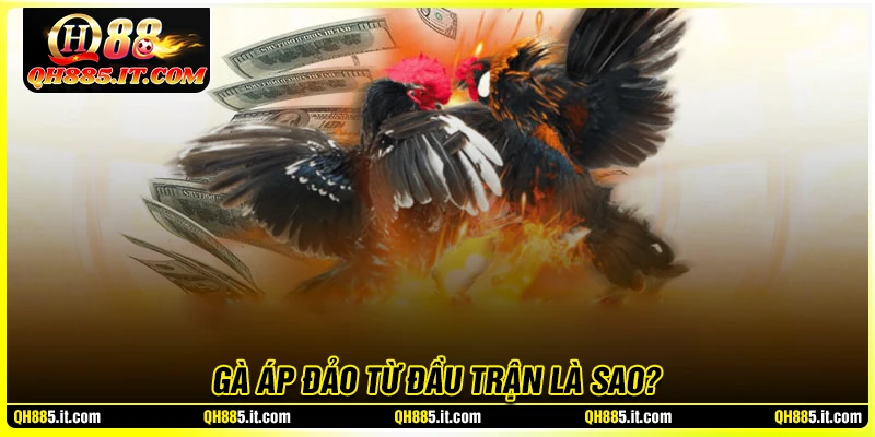 Gà áp đảo từ đầu trận là gì?