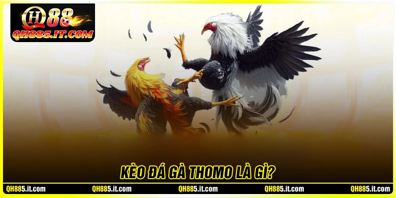 Kèo đá gà live Thomo là gì?