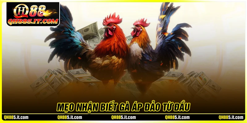 Kinh nghiệm nhận biết gà áp đảo từ các sư kê QH88
