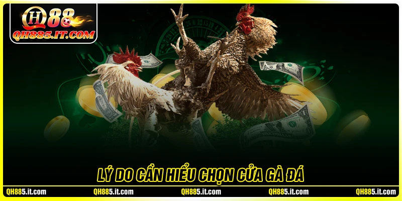 Lý do nên chọn cửa đá gà tại QH88