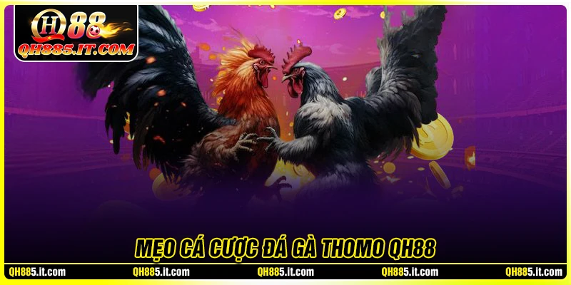 Mẹo cược đá gà cho người mới tại QH88 siêu hiệu quả
