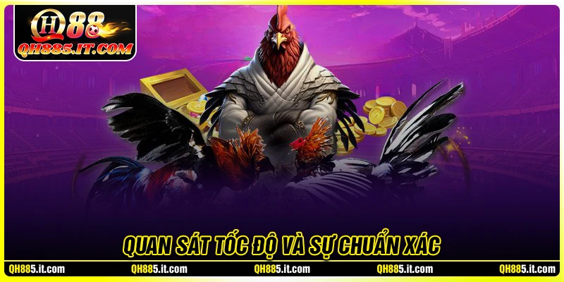 Quan sát dáng đứng của chiến kê