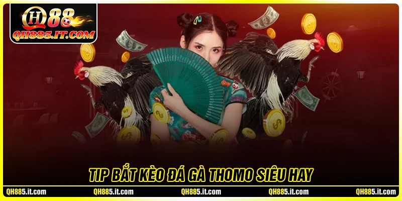 Tip bắt kèo đá gà Thomo hay như cao thủ