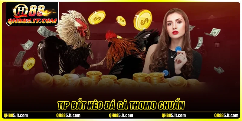 Tip bắt kèo đá gà Thomo chuẩn từ cao thủ QH88